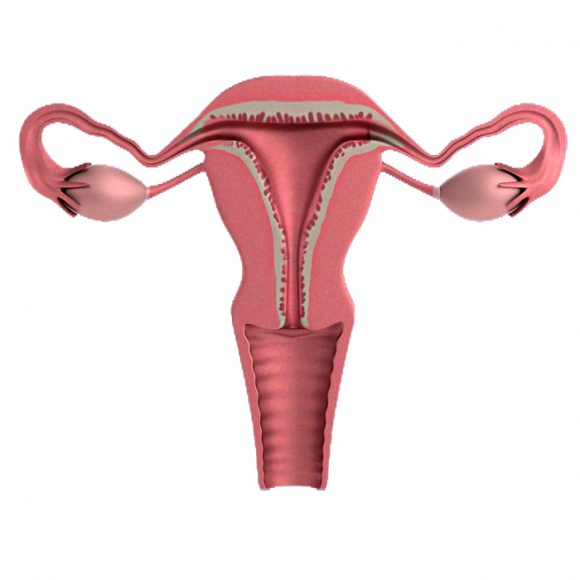 aparato-reproductor-femenino-interno-ovarios-utero-ovulos-trompas-de-falopio