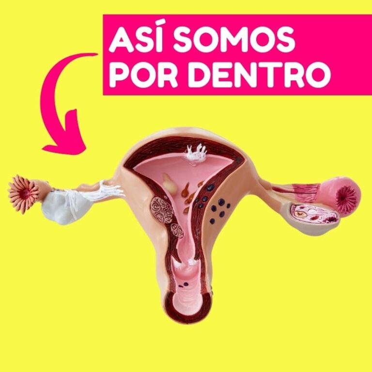 ¿Qué es el Aparato Reproductor Femenino interno y sus funciones?