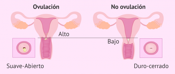 cambios-en-el-cervix-durante-el-ciclo-menstrual