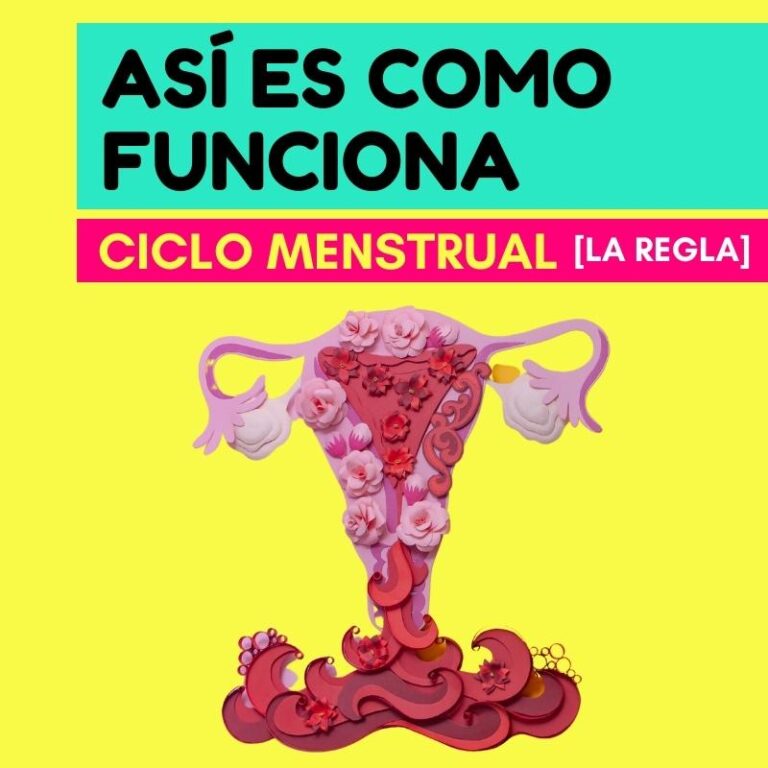 Cómo funciona el periodo menstrual [La Regla]