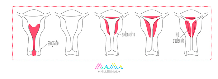 como-funciona-el-ciclo-menstrual-fase-folicular-fase-lutea-ovulacion-menstruacion-regla