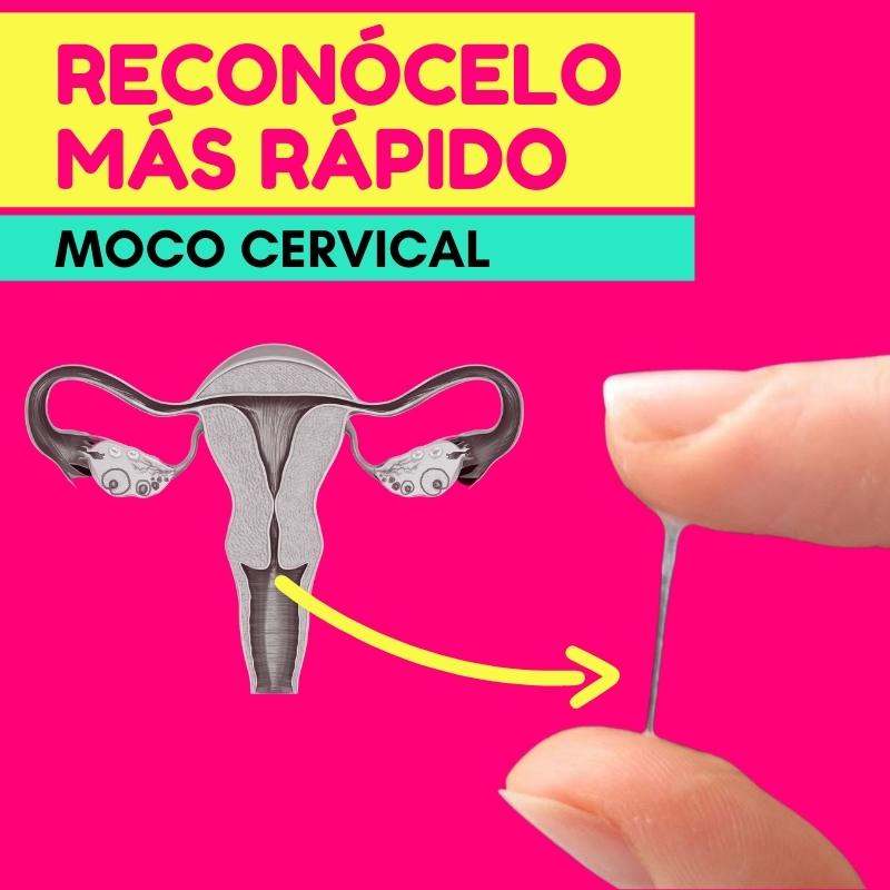 metodo billings moco cervical quedar embarazada mas rapido metodo sintotermico fiable