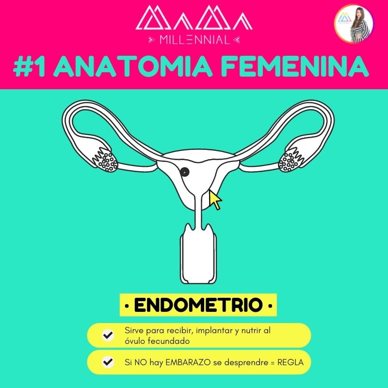 anatomia femenina endometrio utero endometriosis